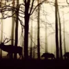 Deers in Forest Photograph Print 100% Australian Made - Image 2