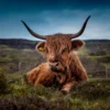 Highland Cow Photograph Home Decor Premium Quality Poster Print Choose Your Sizes - Image 2