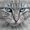Cat Portrait Closeup Photograph Home Decor Premium Quality Poster Print Choose Your Sizes - Image 2