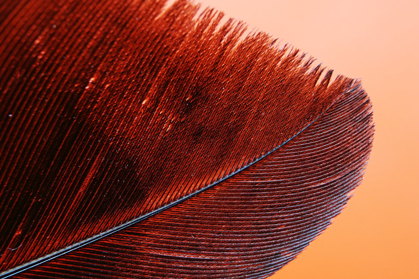 Feather Closeup Photograph Home Decor Premium Quality Poster Print Choose Your Sizes - Image 2