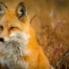 Fox Portrait Closeup Photograph Print 100% Australian Made - Image 2