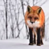 Fox on Snow Closeup Photograph Home Decor Premium Quality Poster Print Choose Your Sizes - Image 2