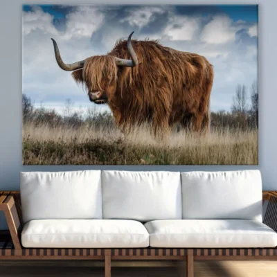 Highland Cow Closeup Photograph Print 100% Australian Made