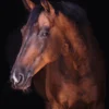 Horse Portrait Photograph Print 100% Australian Made - Image 2