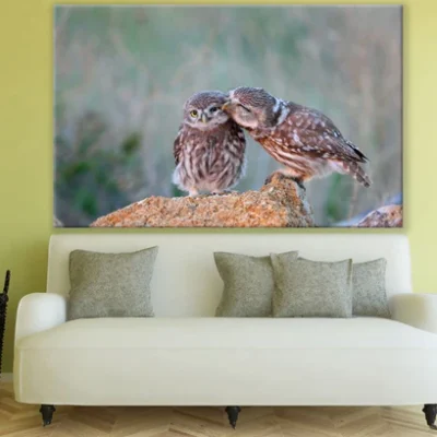 Owls on a Rock Photograph Print 100% Australian Made