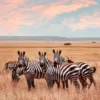 Zebras in Grass Field Photograph Home Decor Premium Quality Poster Print Choose Your Sizes - Image 2