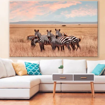 Zebras in Grass Field Photograph Print 100% Australian Made