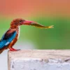 Kingfisher Bird with a Fish Print 100% Australian Made - Image 2