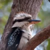 Kookaburra Bird on a Tree View Home Decor Premium Quality Poster Print Choose Your Sizes - Image 2