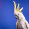 Cockatoo Bird Closeup Photograph Print 100% Australian Made - Image 2