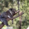Koala Bear on a Tree Photograph Home Decor Premium Quality Poster Print Choose Your Sizes - Image 2