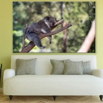 Koala Bear on a Tree Photograph Print 100% Australian Made
