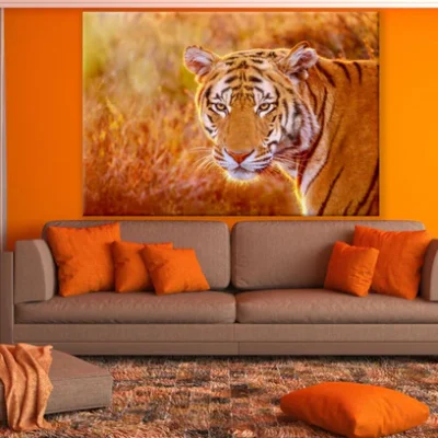 Tiger Portrait Photograph Print 100% Australian Made