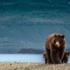 Bear & Cubs Near River Photograph Print 100% Australian Made - Image 2