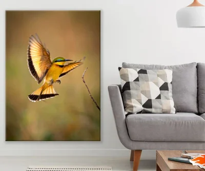 Bird Flying Closeup Photograph Print 100% Australian Made