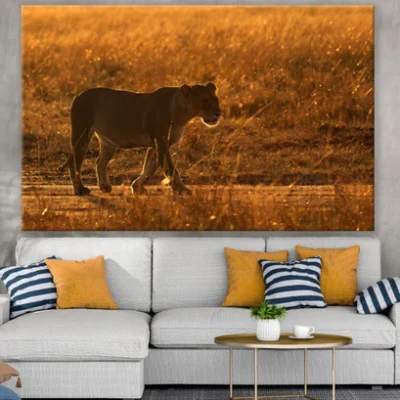 Lioness Walking on Field Sunset Print 100% Australian Made