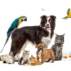 Dog Cats & Birds Photograph Print 100% Australian Made - Image 2