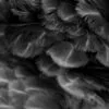 B&W Feathers Closeup Photograph Print 100% Australian Made - Image 3