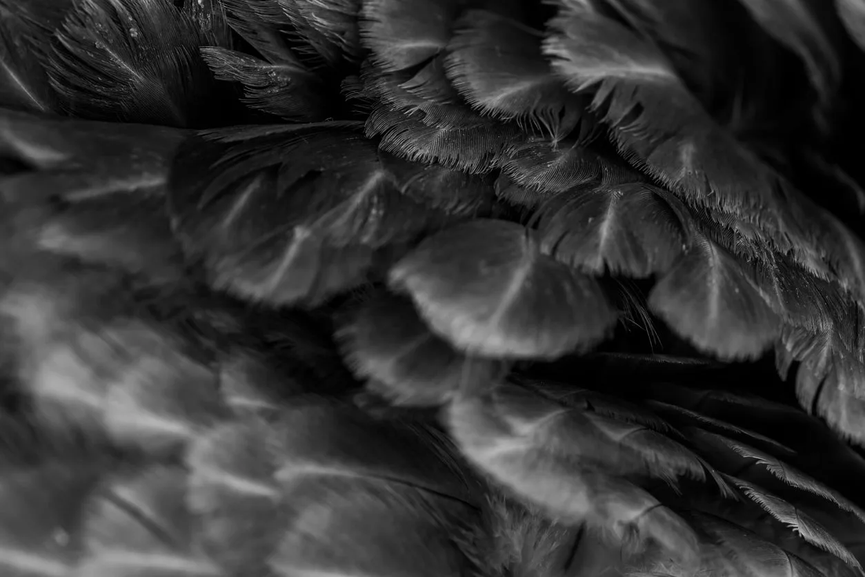 B&W Feathers Closeup Photograph Print 100% Australian Made - Image 3
