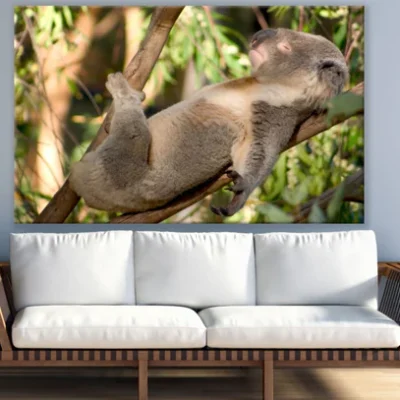 Koala Bear on Tree Photograph Print 100% Australian Made