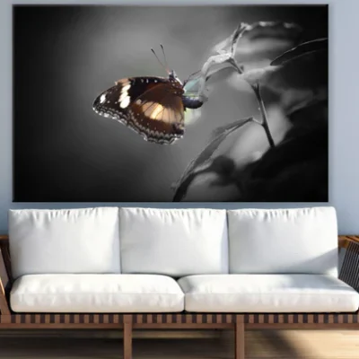Butterfly Closeup Photograph Print 100% Australian Made