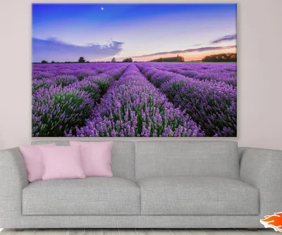 Lavender Field Sunset Photograph Print 100% Australian Made