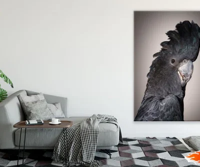 Macaw Bird Portrait Photograph Print 100% Australian Made