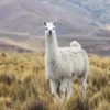 Llama on Grass Field Photograph Print 100% Australian Made - Image 2