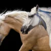 Horses Portrait Photograph Home Decor Premium Quality Poster Print Choose Your Sizes - Image 2
