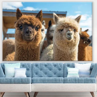 Alpacas Portrait Photograph Print 100% Australian Made