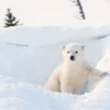 Polar Bear Cub on Snow Photograph Print 100% Australian Made - Image 2