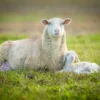 Sheep & Lamb on Grass Photograph Print 100% Australian Made - Image 2