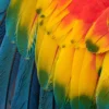Colorful Bird Feathers Photograph Paint Print 100% Australian Made - Image 2