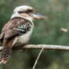 Kookaburra Bird on Tree Closeup Home Decor Premium Quality Poster Print Choose Your Sizes - Image 2