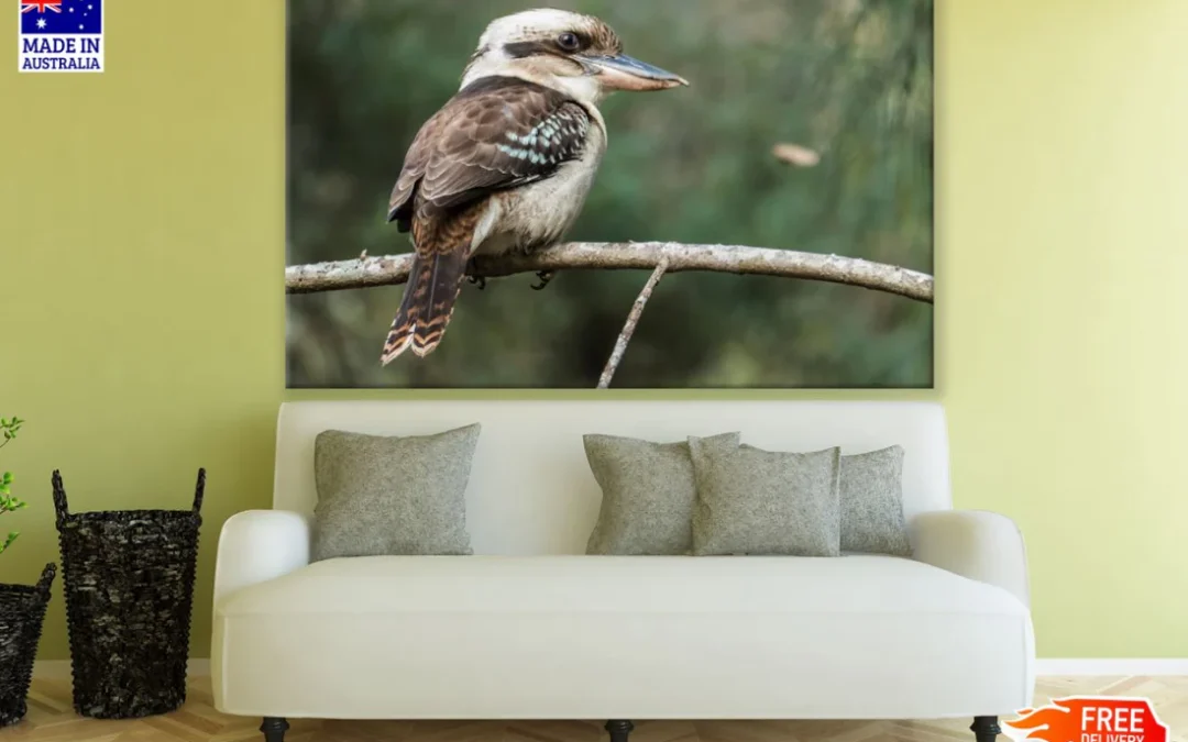 Kookaburra Bird on Tree Closeup Print 100% Australian Made