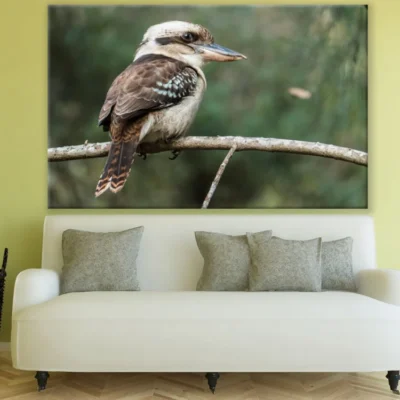 Kookaburra Bird on Tree Closeup Print 100% Australian Made