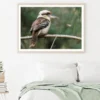 Kookaburra Bird on Tree Closeup Home Decor Premium Quality Poster Print Choose Your Sizes