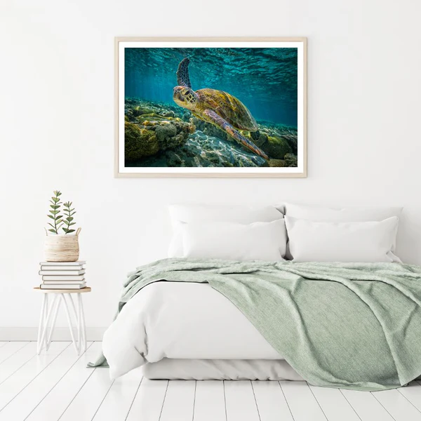 Tutle in Sea Photogrpah Home Decor Premium Quality Poster Print Choose Your Sizes