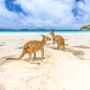 Kangaroos at Sea Shore Photograph Print 100% Australian Made - Image 2