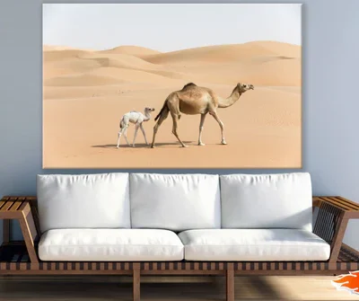 Camels on Desert Photograph Print 100% Australian Made