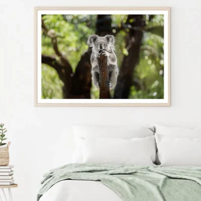 Koala Bear on a Tree Photograph Home Decor Premium Quality Poster Print Choose Your Sizes