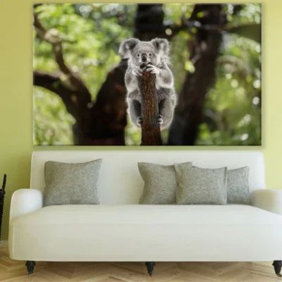 Koala Bear on a Tree Photograph Print 100% Australian Made