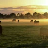 Cow Herd on a Meadow Photograph Print 100% Australian Made - Image 2
