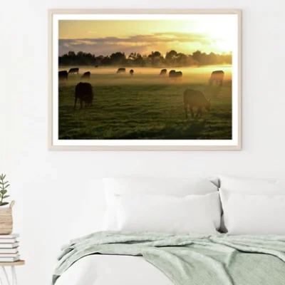 Cow Herd on a Meadow Photograph Print 100% Australian Made