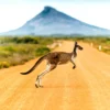 Kangaroo Crossing the Road View Home Decor Premium Quality Poster Print Choose Your Sizes - Image 2