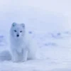 White Puppy on Snow Photograph Print 100% Australian Made - Image 2
