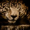 Leopard Portrait Closeup View Home Decor Premium Quality Poster Print Choose Your Sizes - Image 2