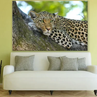 Leopard on Tree Photograph Print 100% Australian Made