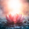 Pink Flower & Sunlight View Acrylic Glass Print Tempered Glass Wall Art 100% Made in Australia Ready to Hang - Image 5
