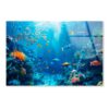 Underwater Scene Showcasing a Diverse Coral Reef Acrylic Glass Print Tempered Glass Wall Art 100% Made in Australia Ready to Hang - Image 4
